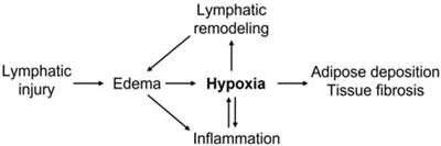 Hypoxia and Hypoxia-Inducible Factors in Lymphedema